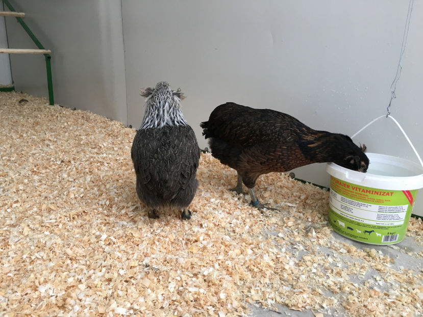  - Araucana potarnichiu salbatic si Argintiu 2018-2019