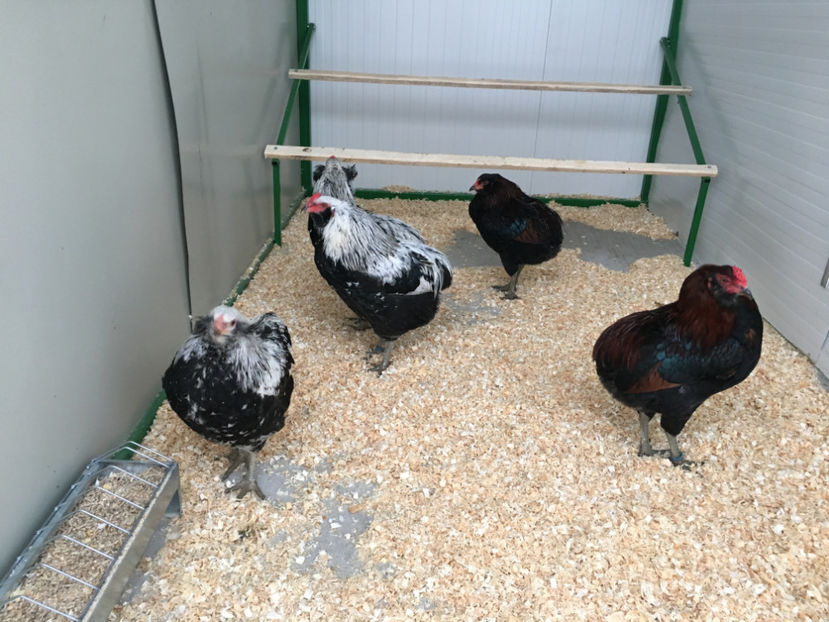  - Araucana potarnichiu salbatic si Argintiu 2018-2019