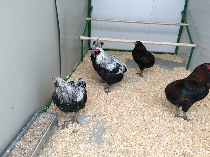  - Araucana potarnichiu salbatic si Argintiu 2018-2019