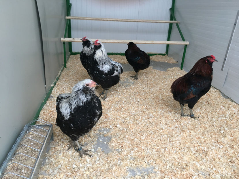  - Araucana potarnichiu salbatic si Argintiu 2018-2019