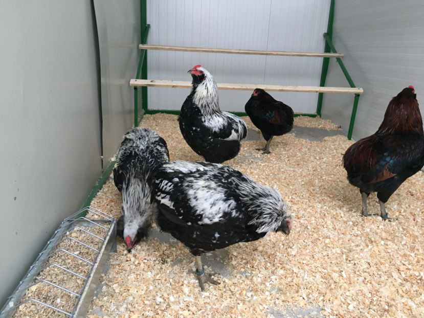  - Araucana potarnichiu salbatic si Argintiu 2018-2019