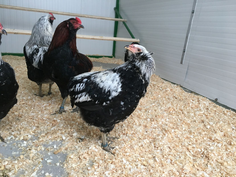  - Araucana potarnichiu salbatic si Argintiu 2018-2019