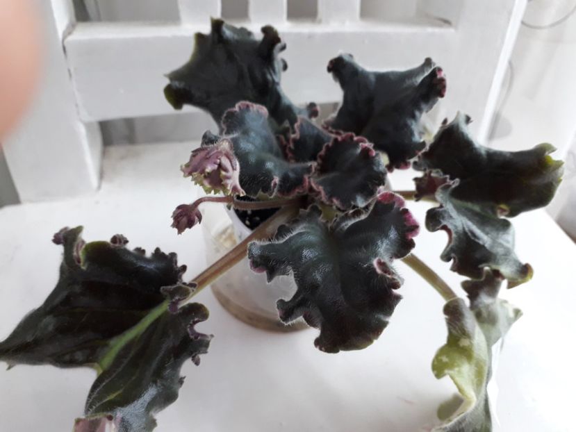  - Wrangler s Gaudy Lady