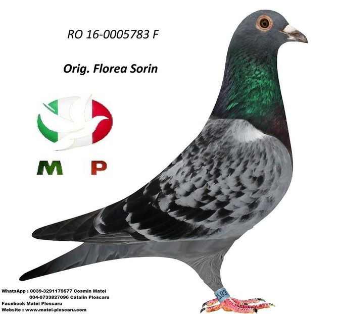 1423-1582 - Voiajori