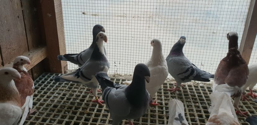 - Voiajori Germani 2018
