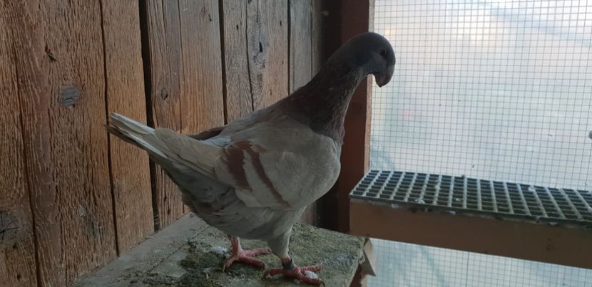  - Voiajori Germani 2018