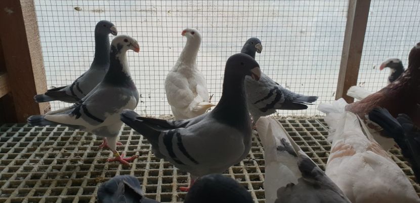  - Voiajori Germani 2018