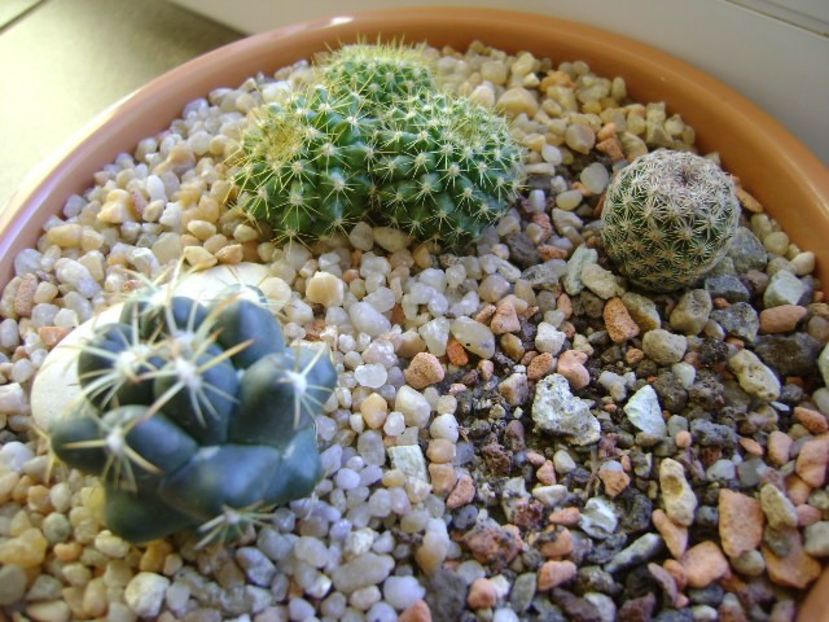 Grup de 3 cactusi - Cactusi 2018 final de an