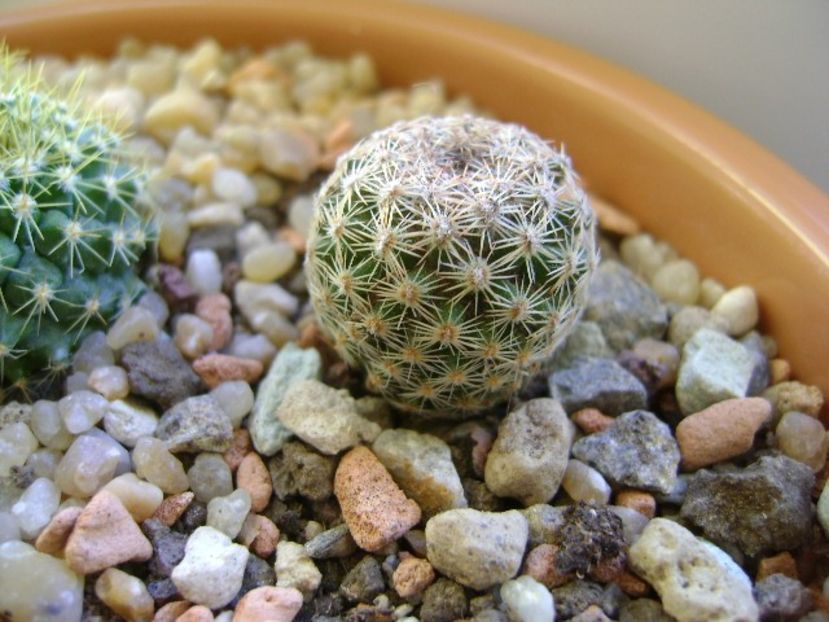 Mammillaria sp. - Cactusi 2018 final de an