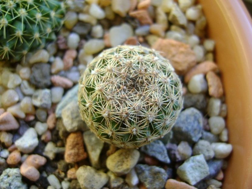 Mammillaria sp. - Cactusi 2018 final de an