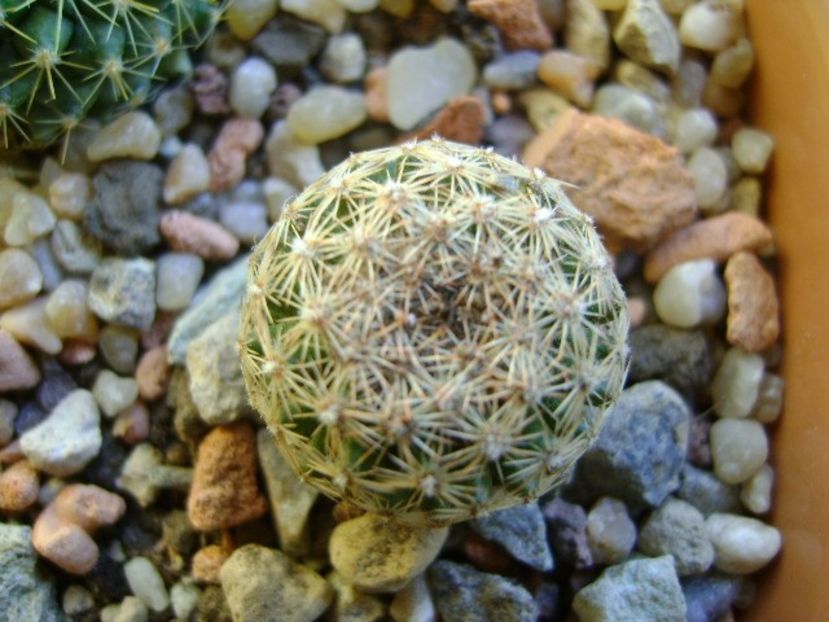 Mammillaria sp. - Cactusi 2018 final de an