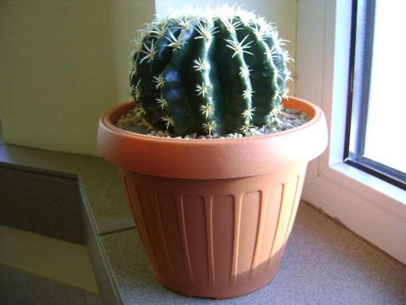 Echinocactus grusonii v. subinermis - Cactusi 2018 final de an
