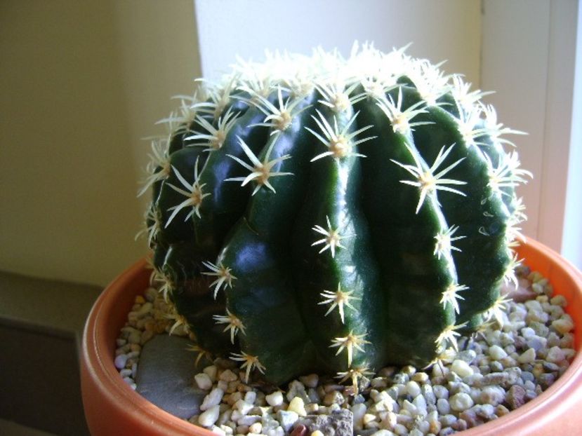 Echinocactus grusonii v. subinermis - Cactusi 2018 final de an