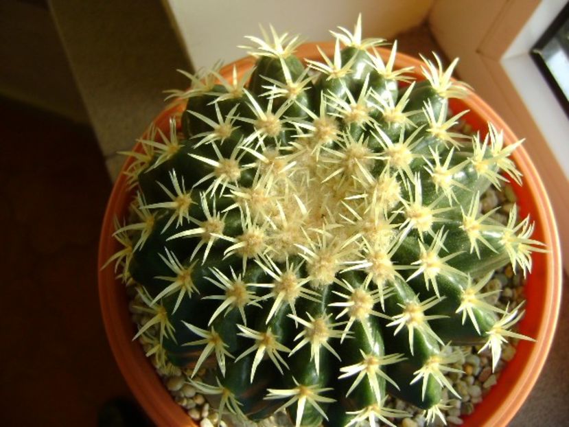 Echinocactus grusonii v. subinermis - Cactusi 2018 final de an