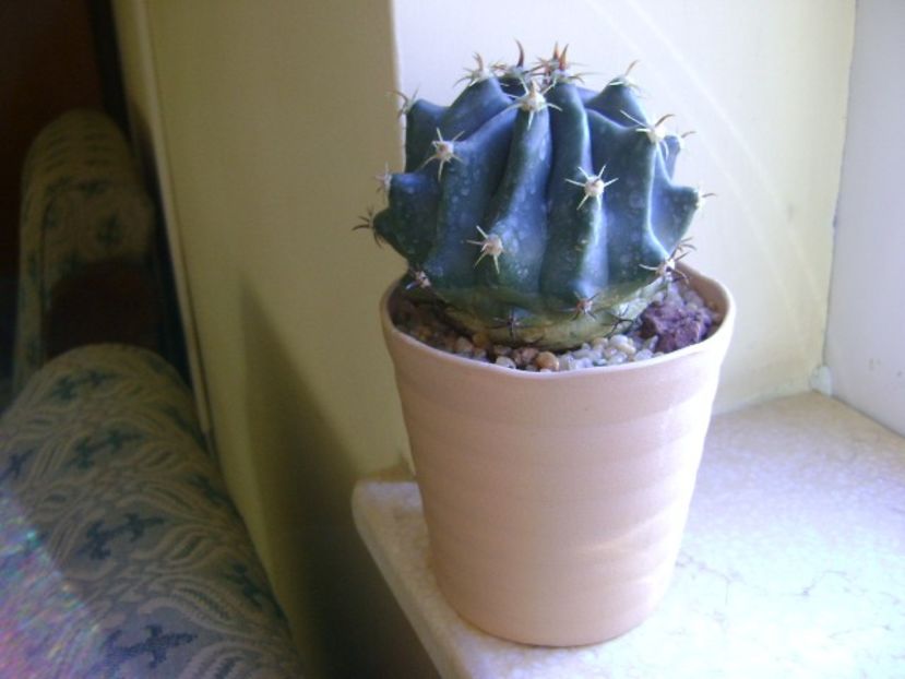 Ferocactus horridus f. brevispinus (Ferocactus peninsulae) - Cactusi 2018 final de an