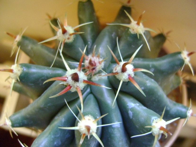 Ferocactus horridus f. brevispinus (Ferocactus peninsulae) - Cactusi 2018 final de an