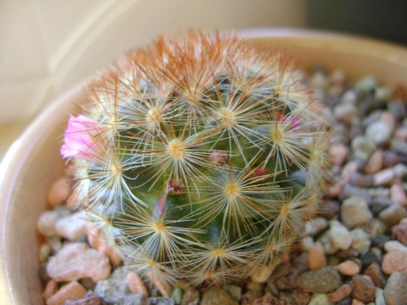 Mammillaria carmenae - Cactusi 2018 final de an