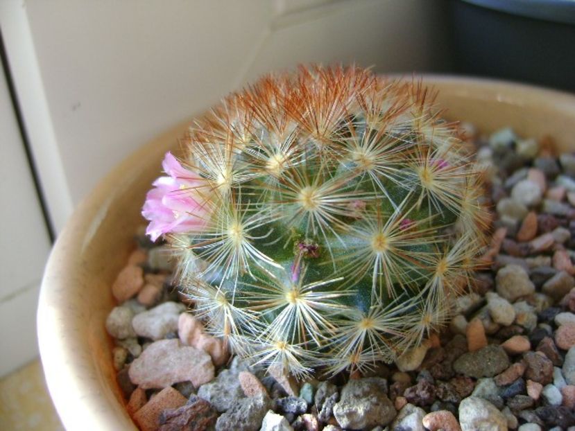 Mammillaria carmenae - Cactusi 2018 final de an
