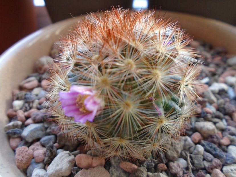 Mammillaria carmenae - Cactusi 2018 final de an