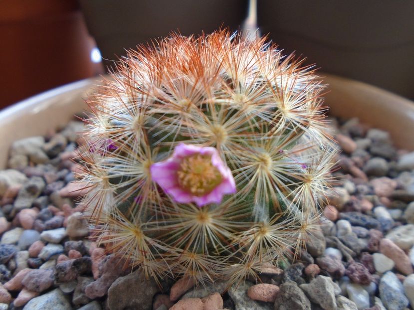 Mammillaria carmenae - Cactusi 2018 final de an