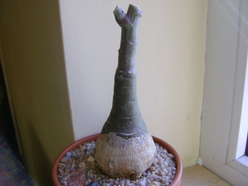 Adenia glauca - Caudiciforme si bulbi 2018