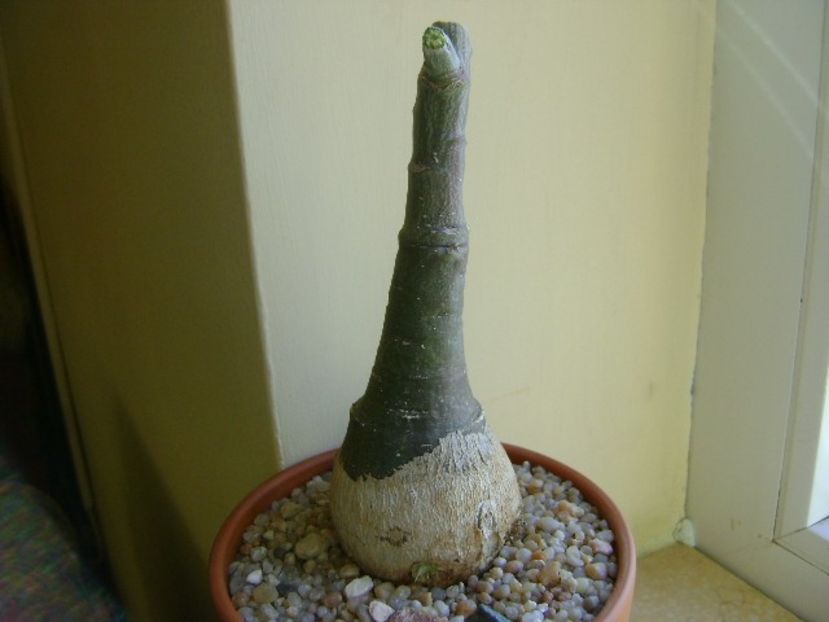 Adenia glauca - Caudiciforme si bulbi 2018