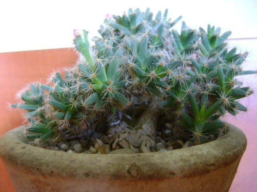 Trichodiadema densum - Caudiciforme si bulbi 2018