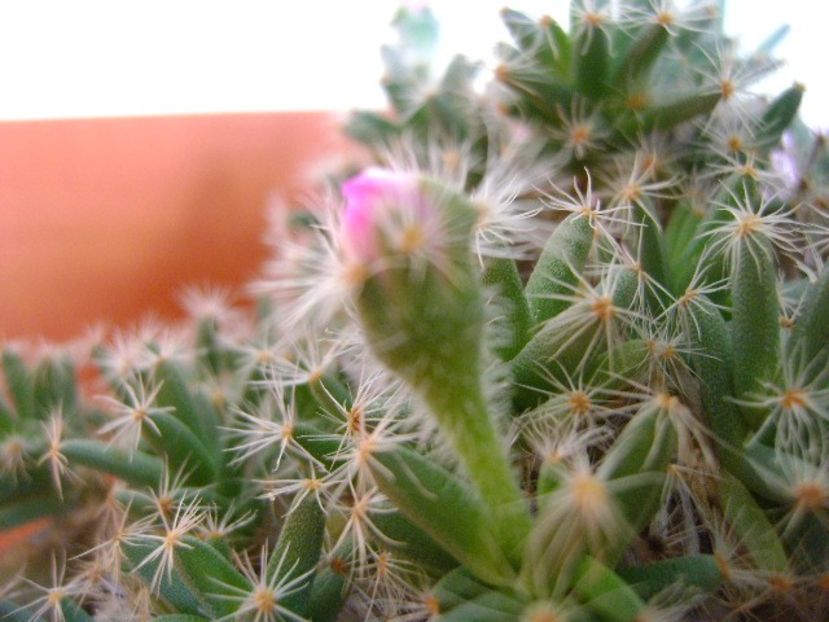 Trichodiadema densum - Caudiciforme si bulbi 2018