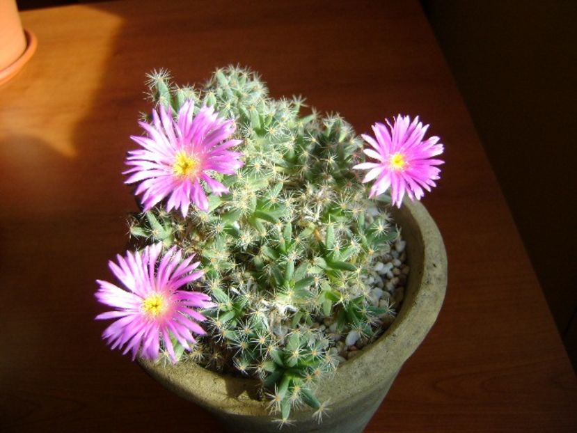 Trichodiadema densum - Caudiciforme si bulbi 2018