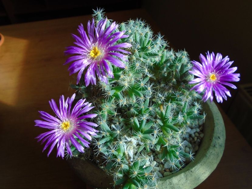 Dec. 2018: Trichodiadema densum - Flori in plina iarna