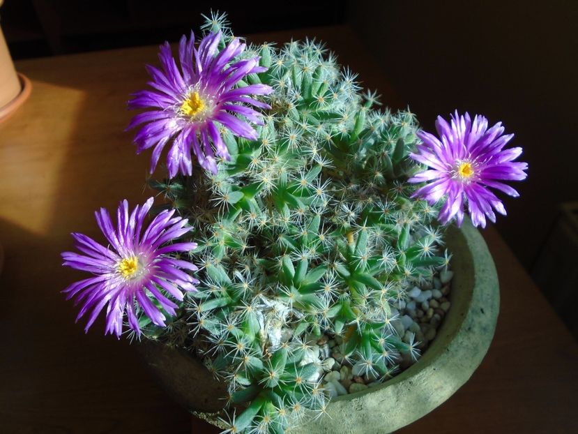 Dec. 2018: Trichodiadema densum - Flori in plina iarna