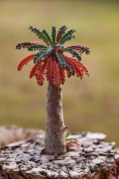 Dorstenia lavrani - Whish list pentru viata urmatoare1
