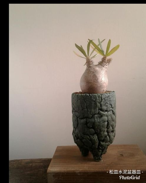 Pachypodium inopinatum - Whish list pentru viata urmatoare1