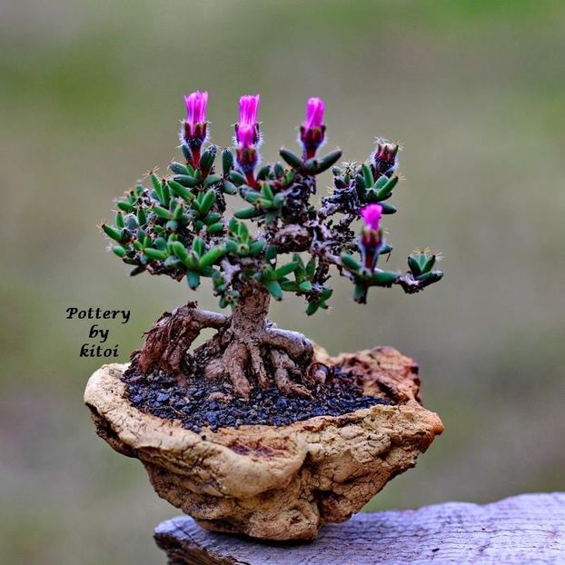 Kitoi: Trichodiadema densum - Vase - aranjamente - accesorii