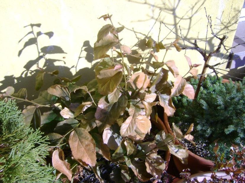 Craciun 2018 - v Iarna 2016-2017-2018