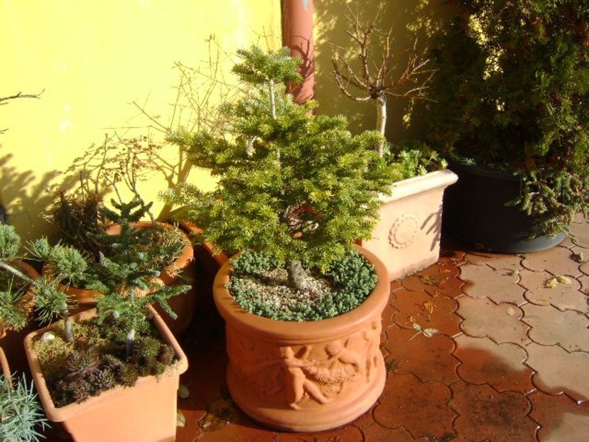 Brad corean - v Iarna 2016-2017-2018