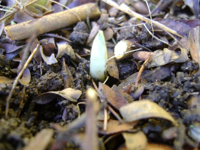 Craciun 2018 - Crocusi - v Iarna 2016-2017-2018