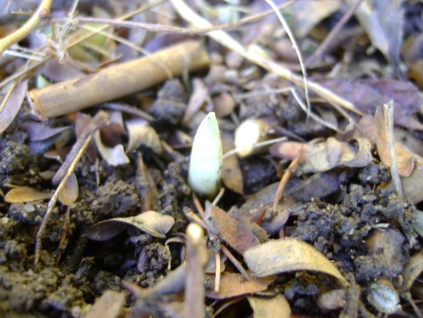 Craciun 2018 - Crocusi - v Iarna 2016-2017-2018