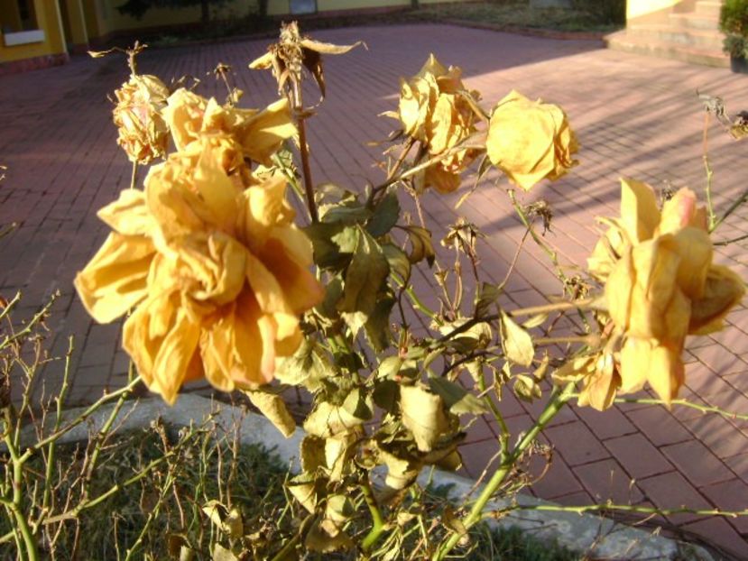 Craciun 2018 - v Iarna 2016-2017-2018