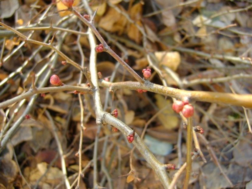 Gutui japonez - v Iarna 2016-2017-2018