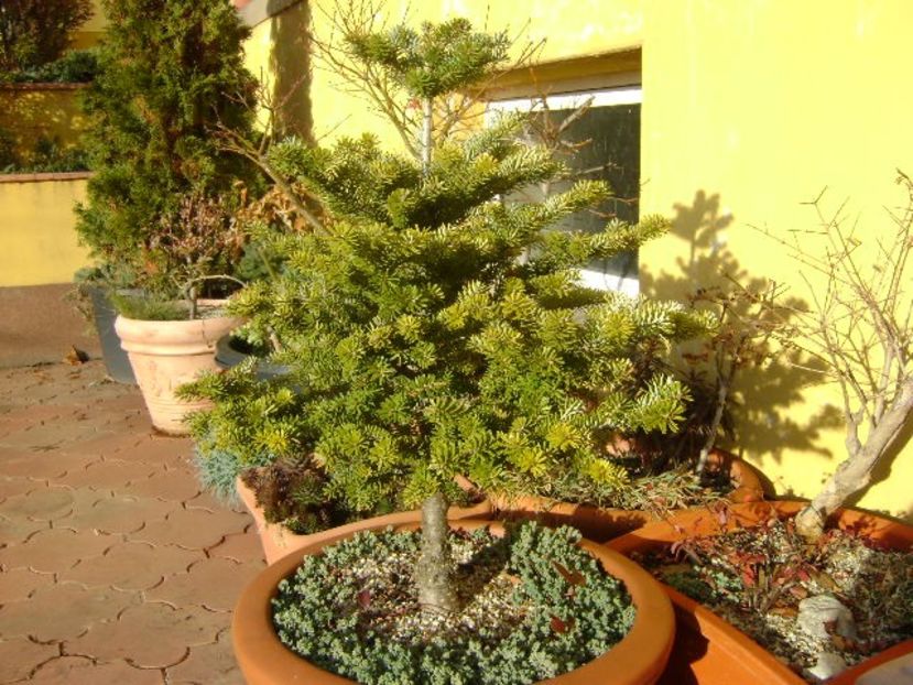 Brad corean - v Iarna 2016-2017-2018