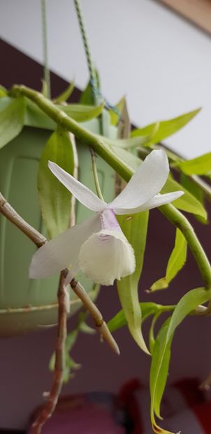 Dendrobium aphyllum - Orhideele mele 2018