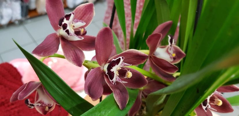  - Orhideele mele 2018