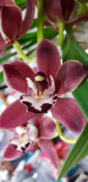  - Orhideele mele 2018