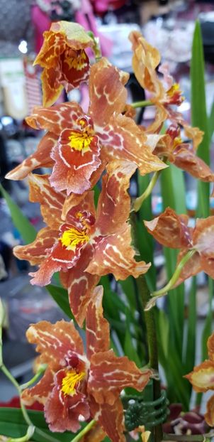  - Orhideele mele 2018