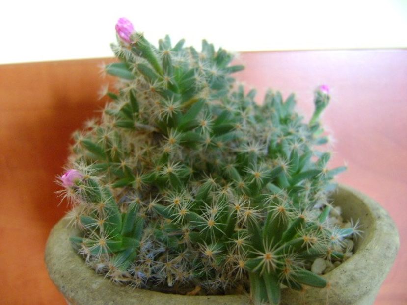 Trichodiadema densum - Suculente 2018