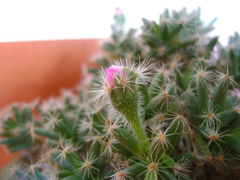 Trichodiadema densum - Suculente 2018