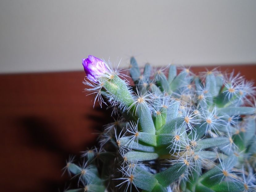Trichodiadema densum - Suculente 2018