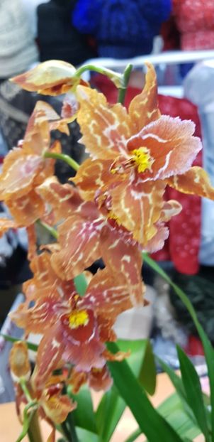  - Orhideele mele 2018