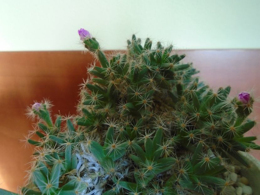 Trichodiadema densum - Suculente 2018